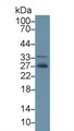 Western Blot; Sample: Human Hela cell lysate; Primary Ab: 2µg/ml Rabbit Anti-Gallus ADP Antibody Second Ab: 0.2µg/mL HRP-Linked Caprine Anti-Rabbit IgG Polyclonal Antibody