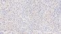 DAB staining on IHC-P; Samples: Canine Liver Tissue;  Primary Ab: 20μg/ml Rabbit Anti-Canine ADP Antibody Second Ab: 2µg/mL HRP-Linked Caprine Anti-Rabbit IgG Polyclonal Antibody 