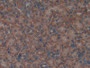 DAB staining on IHC-P; Samples: Rat Kidney Tissue; Primary Ab: 10µg/ml Rabbit Anti-Rat APOA2 Antibody Second Ab: 2µg/mL HRP-Linked Caprine Anti-Rabbit IgG Polyclonal Antibody