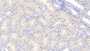 DAB staining on IHC-P; Samples: Porcine Kidney Tissue; Primary Ab: 10µg/ml Rabbit Anti-Porcine APOA2 Antibody Second Ab: 2µg/mL HRP-Linked Caprine Anti-Rabbit IgG Polyclonal Antibody