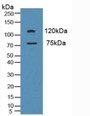 Western Blot; Sample: Human Hela Cells.