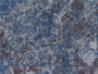 DAB staining on IHC-P; Samples: Rat Spleen Tissue;  Primary Ab: 10µg/ml Rabbit Anti-Rat MPO Antibody