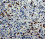 Used in DAB staining on fromalin fixed paraffin-embedded spleen tissue