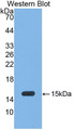 Western Blot; Sample: Recombinant protein.