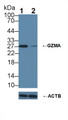 Knockout Varification: ; Lane 1: Wild-type Jurkat cell lysate; ; Lane 2: GZMA knockout Jurkat cell lysate; ; Predicted MW: 29kDa ; Observed MW: 27kDa; Primary Ab: 5µg/ml Rabbit Anti-Mouse GZMA Antibody; Second Ab: 0.2µg/mL HRP-Linked Caprine Anti-Rabbit IgG Polyclonal Antibody;