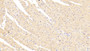 DAB staining on IHC-P; Samples: Mouse Heart Tissue; Primary Ab: 20μg/ml Rabbit Anti-Mouse SOD4 Antibody Second Ab: 2µg/mL HRP-Linked Caprine Anti-Rabbit IgG Polyclonal Antibody