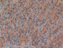 DAB staining on IHC-P; Samples: Rat Stomach Tissue; Primary Ab: 20µg/ml Rabbit Anti-Rat FBN1 Antibody Second Ab: 2µg/mL HRP-Linked Caprine Anti-Rabbit IgG Polyclonal Antibody