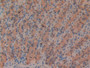 DAB staining on IHC-P; Samples: Rat Stomach Tissue)