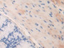 DAB staining on IHC-P; Samples: Mouse Large Intestine Tissue