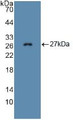 Western Blot; Sample: Recombinant FBN1, Mouse.