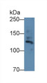 Western Blot; Sample: Human Placenta lysate; ; Primary Ab: 2µg/ml Rabbit Anti-Human FBN1 Antibody; Second Ab: 0.2µg/mL HRP-Linked Caprine Anti-Rabbit IgG Polyclonal Antibody;