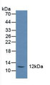 Western Blot; Sample: Rat Serum.