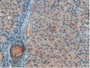 DAB staining on IHC-P; Samples: Rat Uterus Tissue.