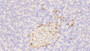 DAB staining on IHC-P; Samples: Human Pancreas Tissue;  Primary Ab: 20μg/ml Rabbit Anti-Human SST Antibody Second Ab: 2µg/mL HRP-Linked Caprine Anti-Rabbit IgG Polyclonal Antibody 