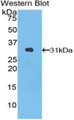 Western Blot; Sample: Recombinant protein.