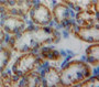 Used in DAB staining on fromalin fixed paraffin-embedded Kidney tissue