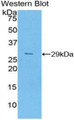 Western Blot; Sample: Recombinant CCND2, Mouse.