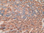 DAB staining on IHC-P; Samples: Mouse Stomach Tissue.