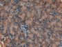 DAB staining on IHC-P; Samples: Rat Pancreas Tissue; Primary Ab: 10µg/ml Rabbit Anti-Rat HO1 Antibody Second Ab: 2µg/mL HRP-Linked Caprine Anti-Rabbit IgG Polyclonal Antibody