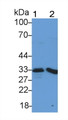 Western Blot; Sample: Lane1: Porcine Spleen lysate; Lane2: Hela cell lysate; Primary Ab: 1μg/ml Rabbit Anti-Porcine HO1 Antibody; Second Ab: 0.2µg/mL HRP-Linked Caprine Anti-Rabbit IgG Polyclonal Antibody;