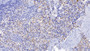 DAB staining on IHC-P; Samples: Porcine Spleen Tissue; Primary Ab: 20µg/ml Rabbit Anti-Porcine HO1 Antibody Second Ab: 2µg/mL HRP-Linked Caprine Anti-Rabbit IgG Polyclonal Antibody