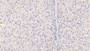 DAB staining on IHC-P; Samples: Porcine Liver Tissue; Primary Ab: 20µg/ml Rabbit Anti-Porcine HO1 Antibody Second Ab: 2µg/mL HRP-Linked Caprine Anti-Rabbit IgG Polyclonal Antibody