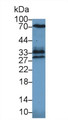 Western Blot; Sample: Mouse Lung lysate; Primary Ab: 1µg/ml Rabbit Anti-Mouse HO1 Antibody Second Ab: 0.2µg/mL HRP-Linked Caprine Anti-Rabbit IgG Polyclonal Antibody