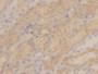 DAB staining on IHC-P; Samples: Mouse Kidney Tissue