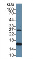 Western Blot; Sample: Human Hela cell lysate; Primary Ab: 1µg/ml Rabbit Anti-Human AQP2 Antibody Second Ab: 0.2µg/mL HRP-Linked Caprine Anti-Rabbit IgG Polyclonal Antibody