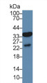 Western Blot; Sample: Human Liver lysate; Primary Ab: 3µg/ml Rabbit Anti-Mouse AQP9 Antibody Second Ab: 0.2µg/mL HRP-Linked Caprine Anti-Rabbit IgG Polyclonal Antibody