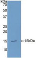 Western Blot; Sample: Recombinant PLAA, Human.