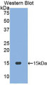 Western Blot; Sample: Recombinant protein.