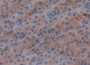 DAB staining on IHC-P; Samples: Rat Stomach Tissue.