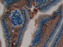DAB staining on IHC-P; Samples: Mouse Small intestine Tissue; Primary Ab: 10µg/ml Rabbit Anti-Mouse LAMa1 Antibody Second Ab: 2µg/mL HRP-Linked Caprine Anti-Rabbit IgG Polyclonal Antibody