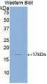 Western Blot; Sample: Recombinant protein.