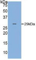 Western Blot; Sample: Recombinant SELP, Human.