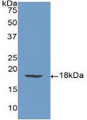 Western Blot; Sample: Recombinant SELP, Human.