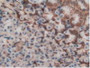 DAB staining on IHC-P; Samples: Rat Stomach Tissue