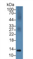 Western Blot; Sample: Gallus Spleen lysate; Primary Ab: 3µg/ml Rabbit Anti-Gallus S100A11 Antibody Second Ab: 0.2µg/mL HRP-Linked Caprine Anti-Rabbit IgG Polyclonal Antibody