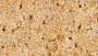 DAB staining on IHC-P; Samples: Bovine Cerebrum Tissue; Primary Ab: 10μg/ml Rabbit Anti-Bovine S100B Antibody Second Ab: 2µg/mL HRP-Linked Caprine Anti-Rabbit IgG Polyclonal Antibody