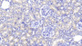 DAB staining on IHC-P; Samples: Rat Kidney Tissue;  Primary Ab: 20μg/ml Rabbit Anti-Rat IL1b Antibody Second Ab: 2µg/mL HRP-Linked Caprine Anti-Rabbit IgG Polyclonal Antibody 