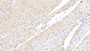 DAB staining on IHC-P; Samples: Porcine Cardiac Muscle Tissue;  Primary Ab: 20μg/ml Rabbit Anti-Porcine IL1b Antibody Second Ab: 2µg/mL HRP-Linked Caprine Anti-Rabbit IgG Polyclonal Antibody 