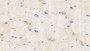DAB staining on IHC-P; Samples: Caprine Skeletal muscle Tissue; Primary Ab: 20μg/ml Rabbit Anti-Ovine IL1b Antibody Second Ab: 2µg/mL HRP-Linked Caprine Anti-Rabbit IgG Polyclonal Antibody