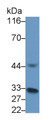 Western Blot; Sample: Recombinant protein.