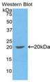 Western Blot; Sample: Recombinant protein.