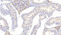 DAB staining on IHC-P; Samples: Bovine Testis Tissue; Primary Ab: 20μg/ml Rabbit Anti-Bovine IL1b Antibody Second Ab: 2µg/mL HRP-Linked Caprine Anti-Rabbit IgG Polyclonal Antibody