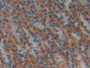 DAB staining on IHC-P; Samples: Rat Stomach Tissue; Primary Ab: 10µg/ml Rabbit Anti-Rat LIFR Antibody Second Ab: 2µg/mL HRP-Linked Caprine Anti-Rabbit IgG Polyclonal Antibody