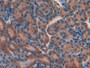 DAB staining on IHC-P; Samples: Mouse Kidney Tissue; Primary Ab: 10µg/ml Rabbit Anti-Mouse LIFR Antibody Second Ab: 2µg/mL HRP-Linked Caprine Anti-Rabbit IgG Polyclonal Antibody