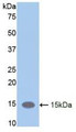 Western Blot; Sample: Recombinant LIFR, Mouse.