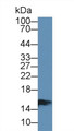 Western Blot; Sample: Porcine Small intestine lysate; Primary Ab: 1µg/ml Rabbit Anti-Bovine FABP2 Antibody Second Ab: 0.2µg/mL HRP-Linked Caprine Anti-Rabbit IgG Polyclonal Antibody